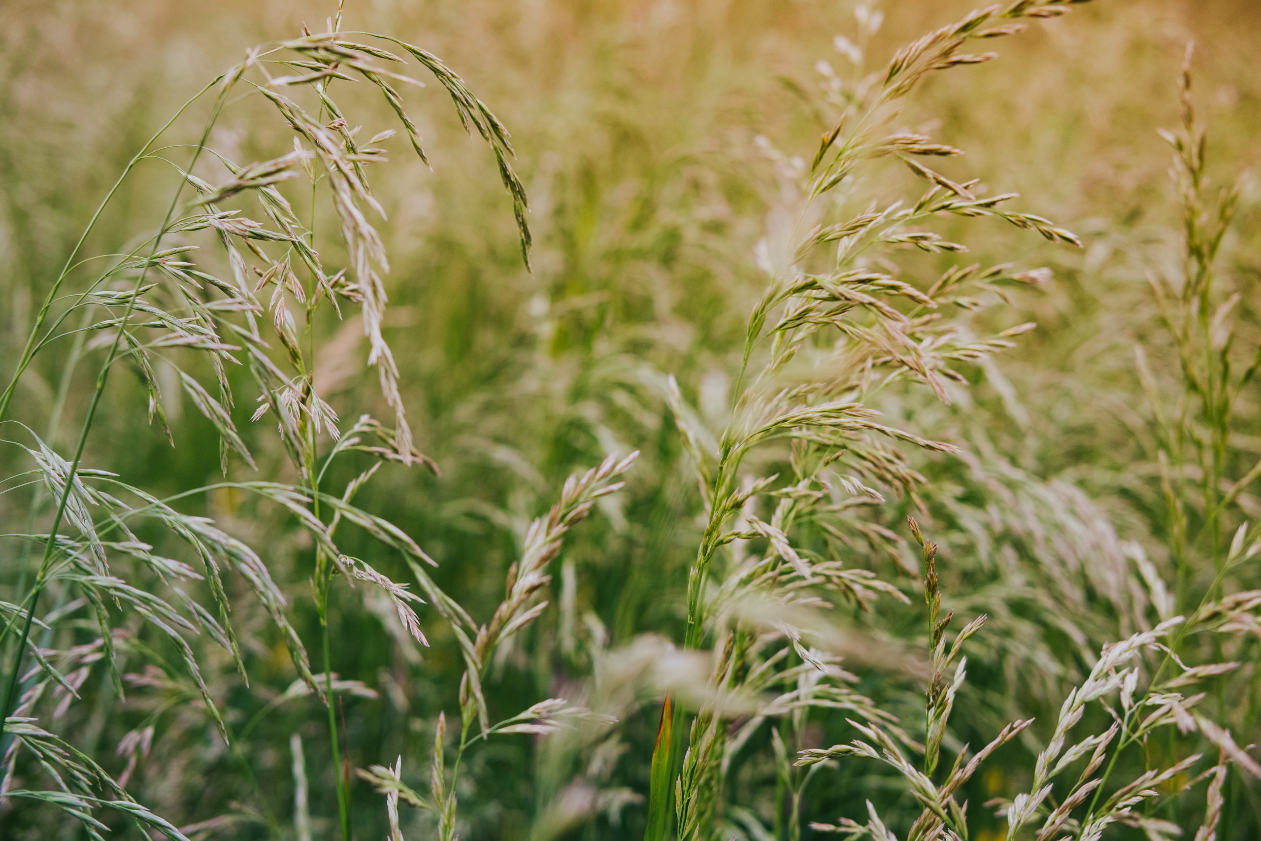 Where does Wild Rice come from? Nawapo